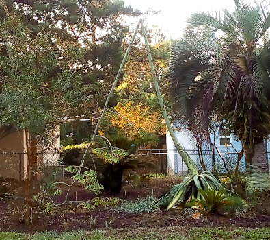 [The plant has leaves at its base and then grows approximately 25-30 foot tall, but this one broke in half and has the shape of an upside-down vee. The branches which would have the blooms are near the ground on the left side while the base of the plant is on the right side.]